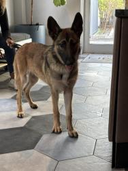 Found/Stray Unknown Dog last seen North Miami Ave and NE 62, Miami, FL 33137