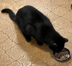 Reunited Unknown Cat last seen Hannes Street and Cavalier Drive, Silver Spring, MD 20901