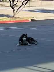Reunited Unknown Dog last seen Across from Lake Ridge HS, Grand Prairie, TX 75054