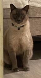 Lost Male Cat last seen The lakes in Weston, Weston, FL 33326