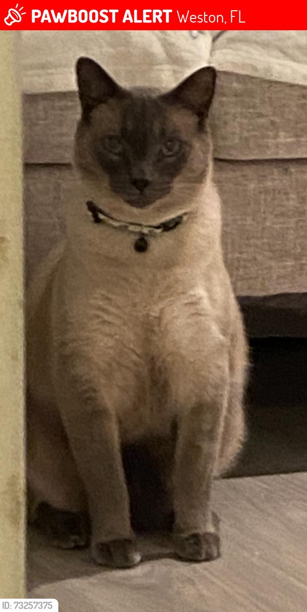 Lost Male Cat last seen The lakes in Weston, Weston, FL 33326