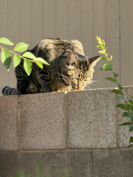Found/Stray Unknown Cat last seen Western Hills Rio Rancho NM, Rio Rancho, NM 87124