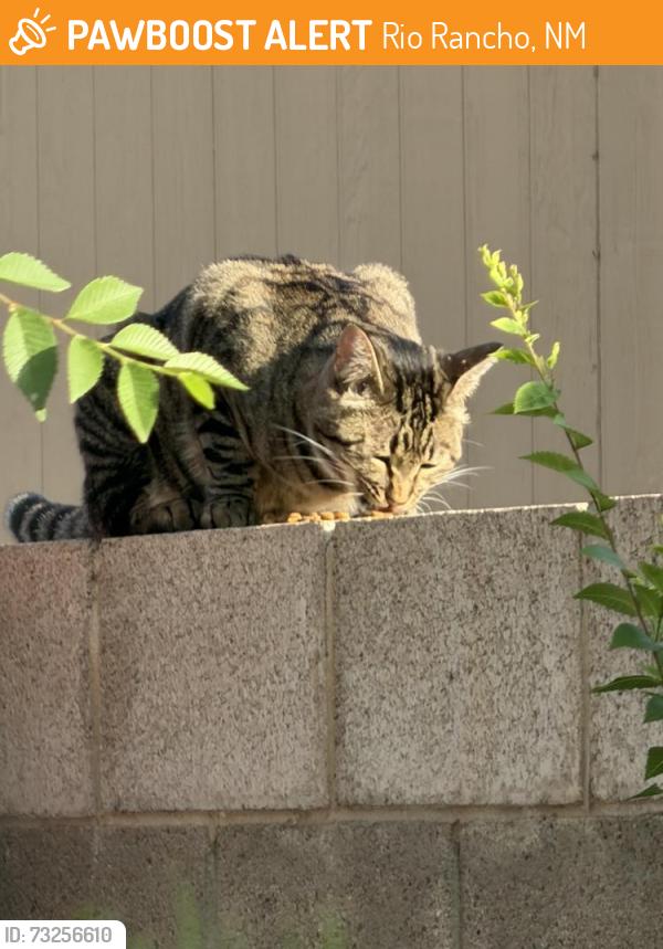 Found/Stray Unknown Cat last seen Western Hills Rio Rancho NM, Rio Rancho, NM 87124