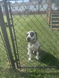 Found/Stray Male Dog last seen Johnson ST and Lakecrest Ave. High Point NC, High Point, NC 27265