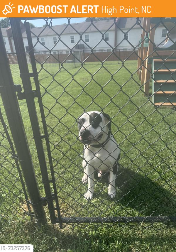 Found/Stray Male Dog last seen Johnson ST and Lakecrest Ave. High Point NC, High Point, NC 27265