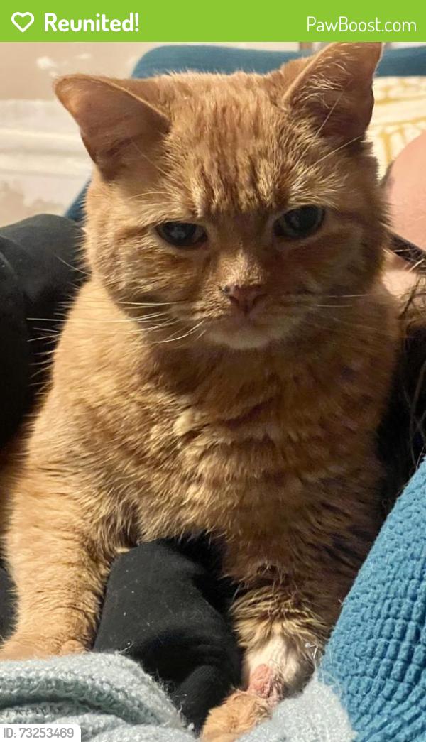 Reunited Male Cat last seen Cedar and Hagert, Philadelphia, PA 19125
