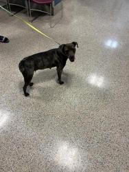 Shelter Stray Female Dog last seen Near BLOCK SW 11 TER, 3599 NW 79th Ave, Doral, FL 33122, USA