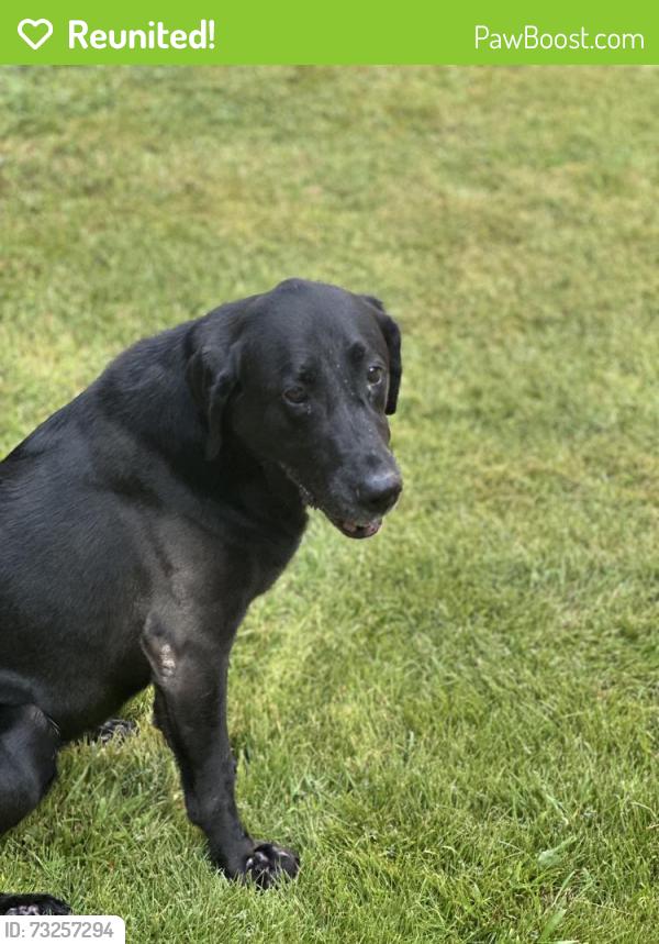Reunited Female Dog last seen Wesleyan and west Alabama, Houston, TX 77027
