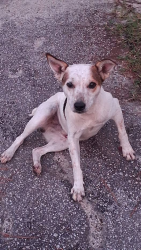 Found/Stray Male Dog last seen college street, Clio, SC 29525