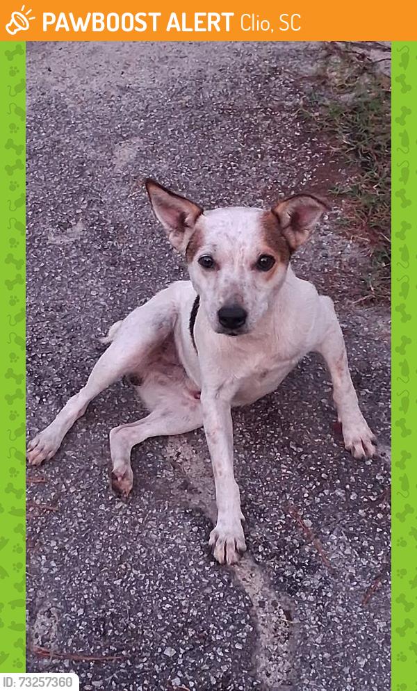 Found/Stray Male Dog last seen college street, Clio, SC 29525