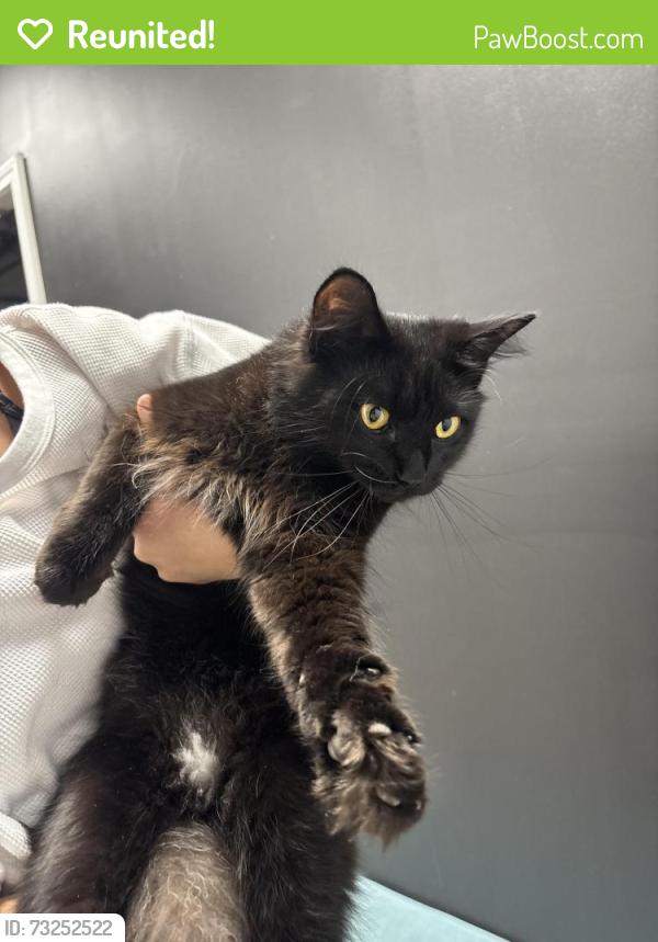 Reunited Unknown Cat last seen Food City, Cookeville, TN 38501