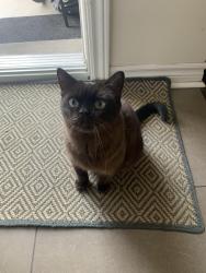 Reunited Female Cat last seen Corner saint-Emilie and beaudoin in saint-Henri, montreal, Montréal, QC H4C 2Y2