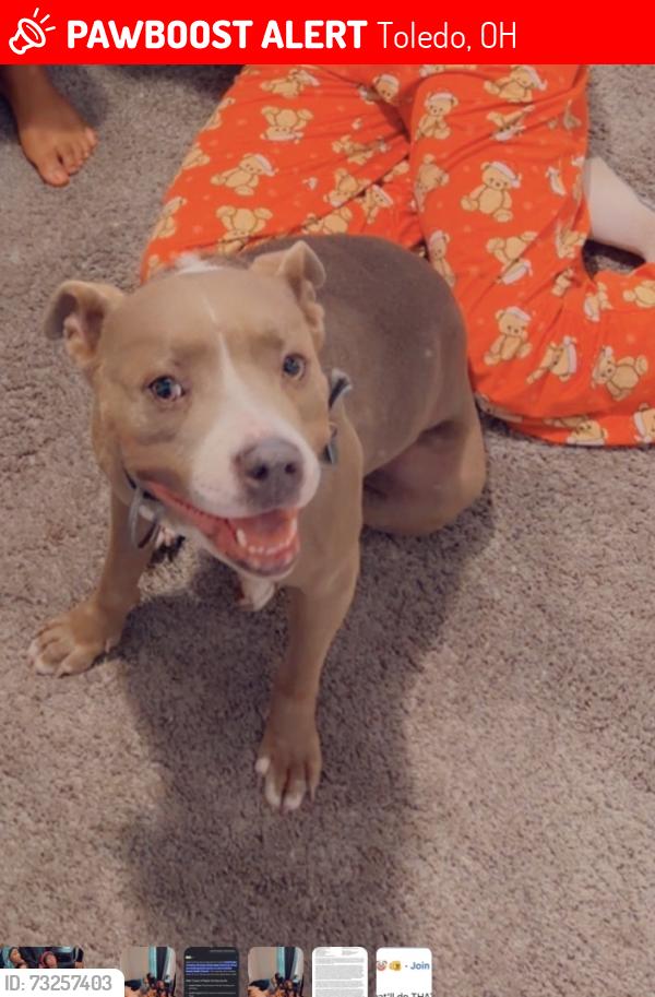 Lost Female Dog last seen Westway, Toledo, OH 43612