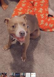 Lost Female Dog last seen Westway, Toledo, OH 43612