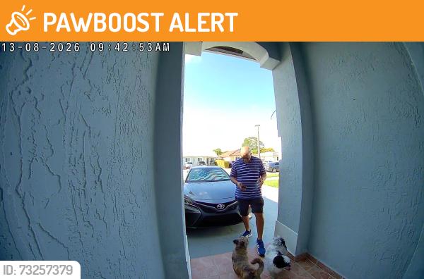 Found/Stray Unknown Dog last seen Cerca de fresco y Publix de la 184, South Miami Heights, FL 33177