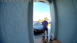Found/Stray Unknown Dog last seen Cerca de fresco y Publix de la 184, South Miami Heights, FL 33177