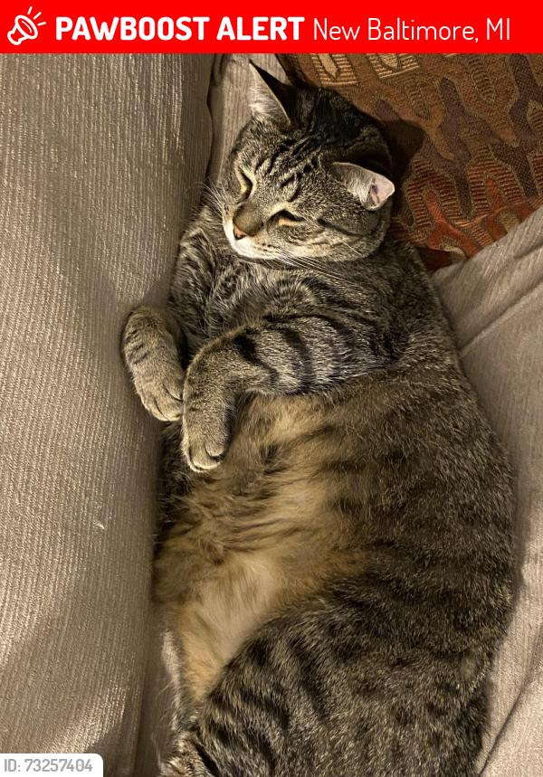 Lost Male Cat last seen Aspen creek apmts, New Baltimore, MI 48047