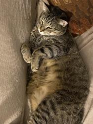 Lost Male Cat last seen Aspen creek apmts, New Baltimore, MI 48047