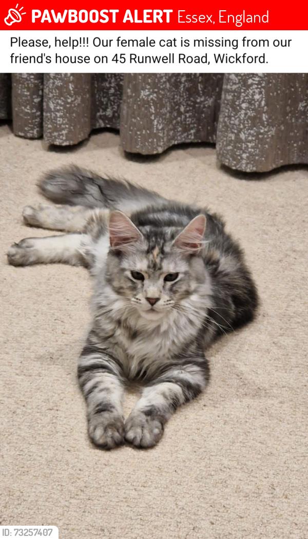 Lost Female Cat last seen Runwell Road wickford, Essex, England 