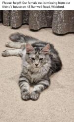 Lost Female Cat last seen Runwell Road wickford, Essex, England 