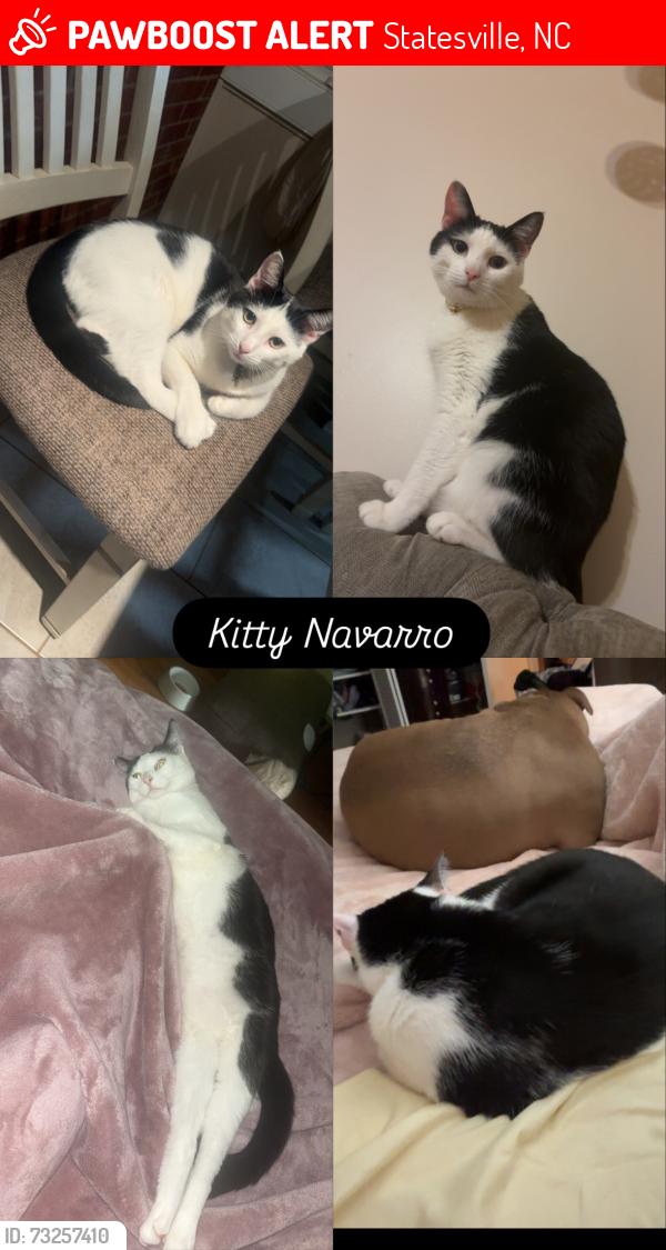 Lost Male Cat last seen Near lakeside dr, Statesville, NC 28677