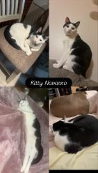 Lost Male Cat last seen Near lakeside dr, Statesville, NC 28677