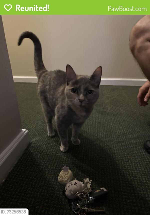 Reunited Female Cat last seen Brandywine st and 18th st, Philadelphia, PA 19130