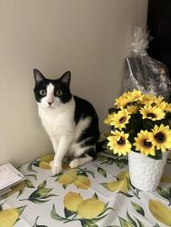 Reunited Male Cat last seen 109th st, Queens, NY 11368