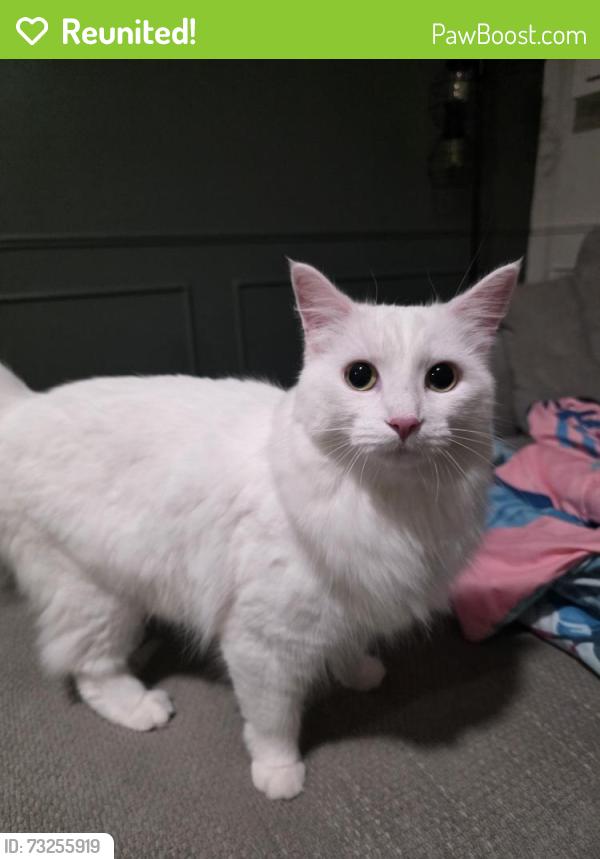 Reunited Female Cat last seen Near 20st nw, Edmonton, AB 