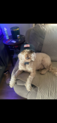 Reunited Male Dog last seen GAVIN STREET AND LOCKWOOD BOULEVARD, Yonkers, NY 10701