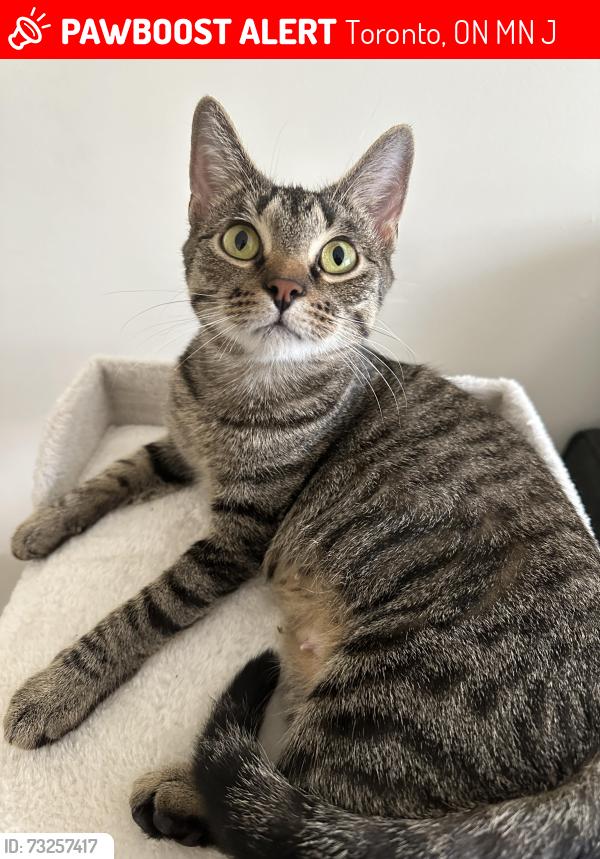 Lost Female Cat last seen St. Clair Avenue West & Silverthorn Avenue, Toronto, ON M6N 1J1