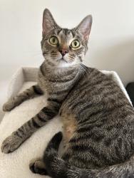 Lost Female Cat last seen St. Clair Avenue West & Silverthorn Avenue, Toronto, ON M6N 1J1
