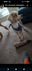 Lost Male Dog last seen Tyler and Hatfield, Pearland, TX 77581