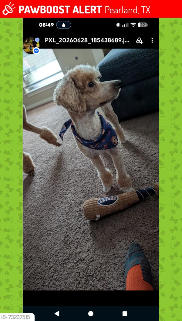Lost Male Dog last seen Tyler and Hatfield, Pearland, TX 77581