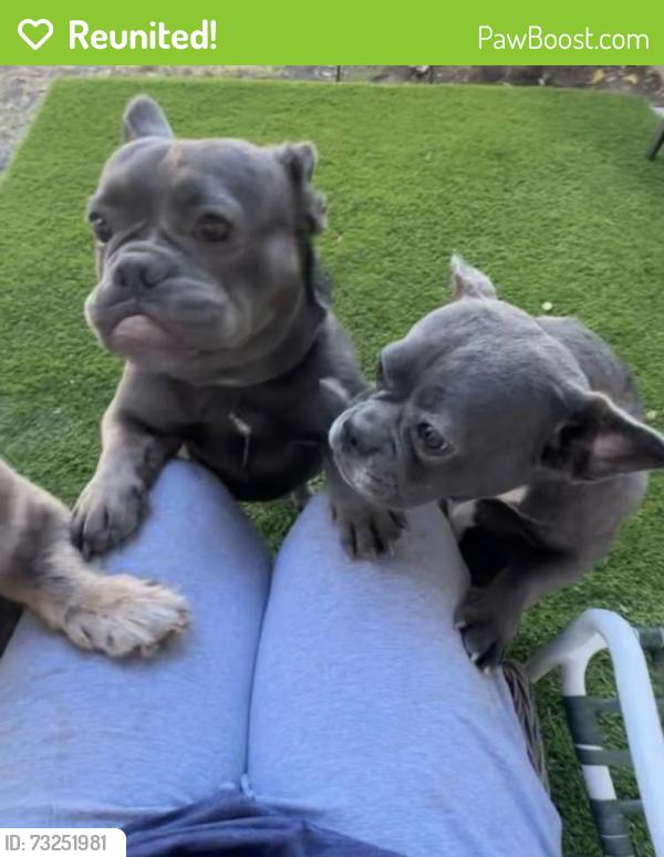 Reunited Female Dog last seen Maplegrove Way & Brierglen Way, Sacramento, CA 95834