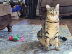 Lost Male Cat last seen Furman Street Greenville, SC, Greenville, SC 29611