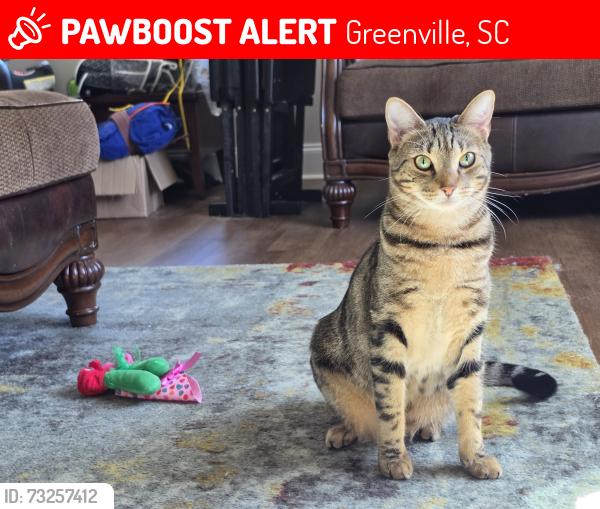 Lost Male Cat last seen Furman Street Greenville, SC, Greenville, SC 29611