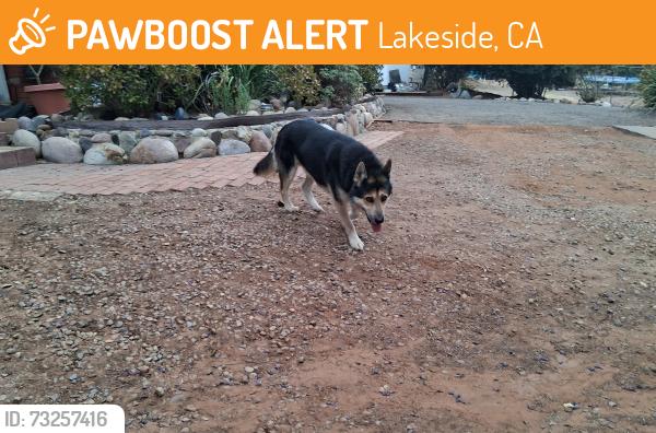 Found/Stray Male Dog last seen Posthill rd. Lakeside, Lakeside, CA 92040