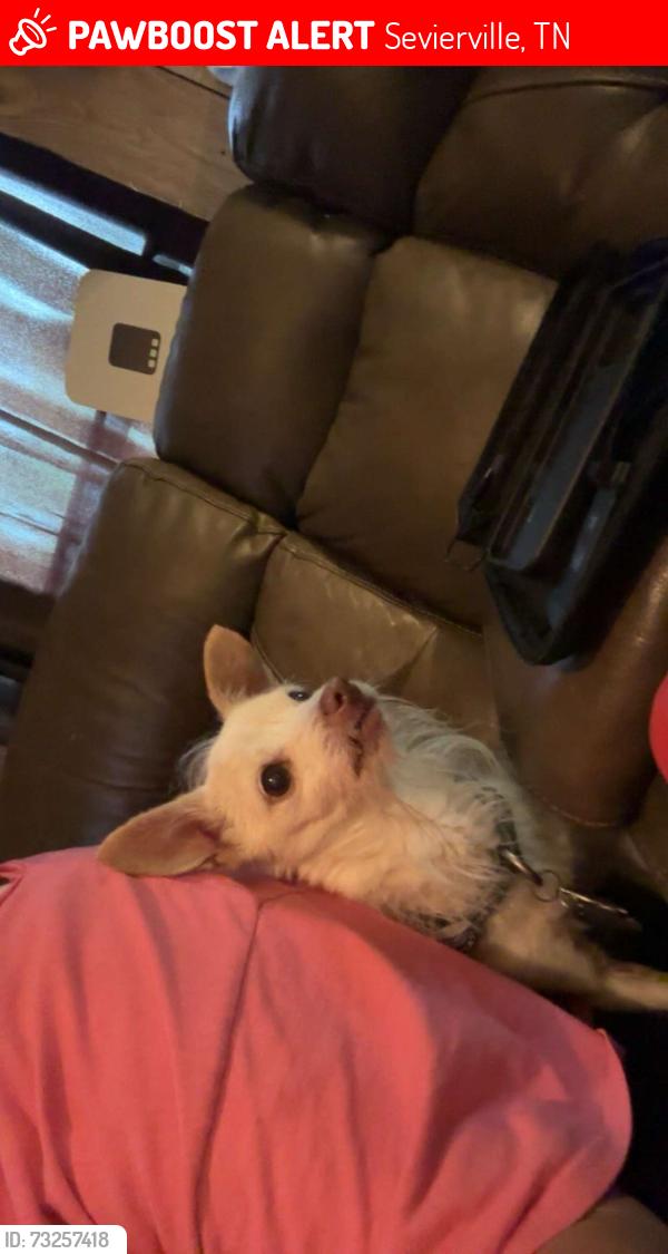 Lost Male Dog last seen Zion Grove, Sevierville, TN 37876