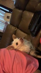 Lost Male Dog last seen Zion Grove, Sevierville, TN 37876