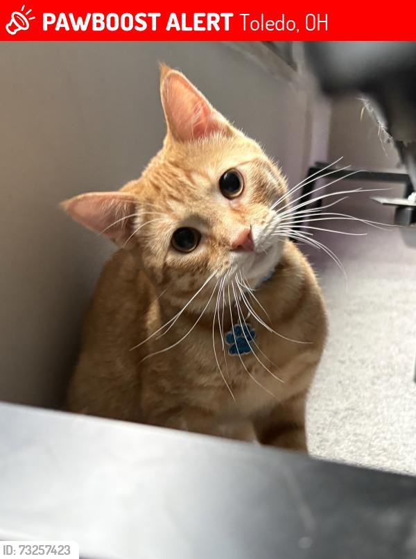 Lost Male Cat last seen Dollar general, Toledo, OH 43607
