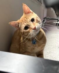 Lost Male Cat last seen Dollar general, Toledo, OH 43607