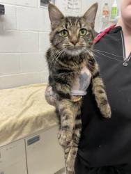 Shelter Stray Female Cat last seen Near N East St, 21224, MD, 2490 Giles Rd, Baltimore, MD 21225, USA