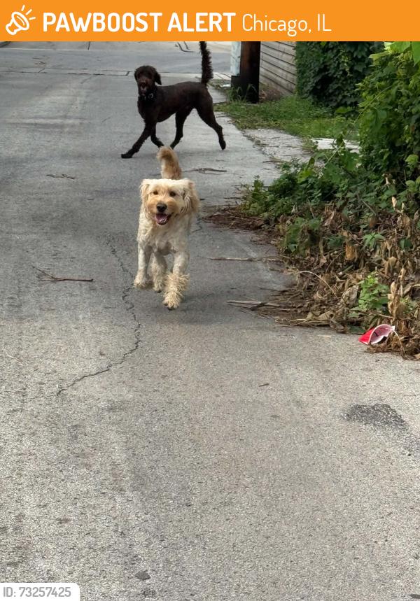 Lost Unknown Dog last seen Wear Division and Central Ave, Chicago, IL 60651