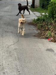 Lost Unknown Dog last seen Wear Division and Central Ave, Chicago, IL 60651