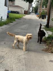 Found/Stray Male Dog last seen Division and Thomas, Chicago, IL 60651
