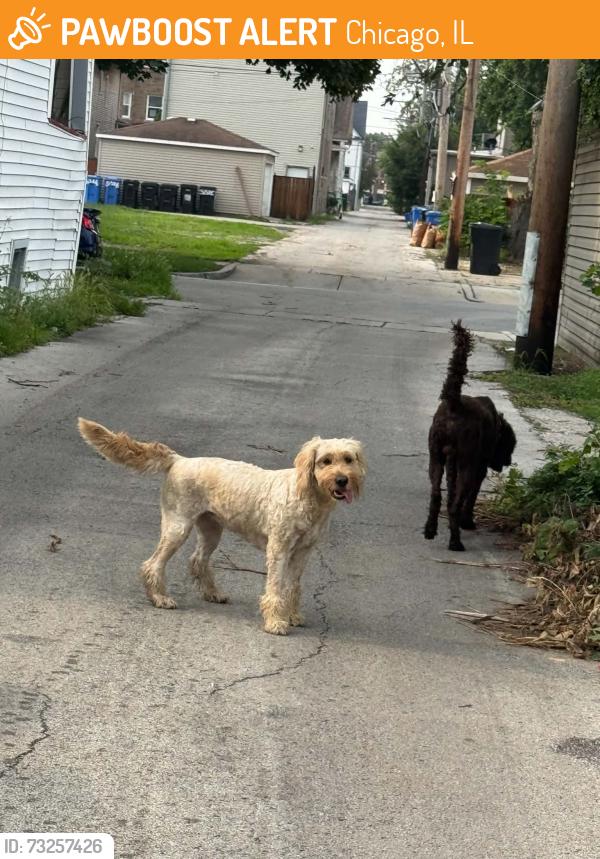 Found/Stray Male Dog last seen Division and Thomas, Chicago, IL 60651