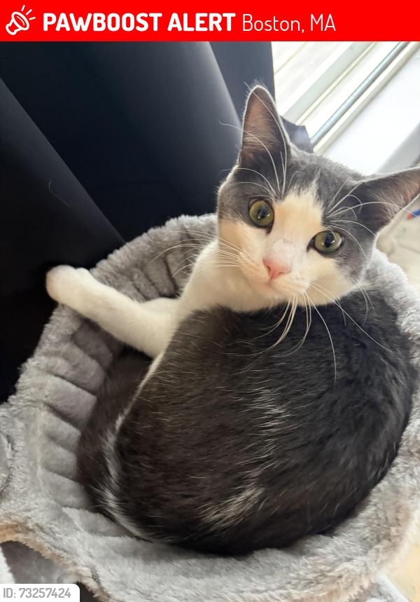 Lost Male Cat last seen Old Ironsides way & Medford St, Boston, MA 02129