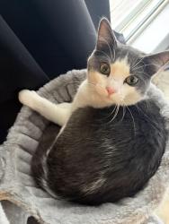 Lost Male Cat last seen Old Ironsides way & Medford St, Boston, MA 02129