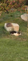Found/Stray Unknown Cat last seen Lake Hazel/Arable Way, Meridian, ID 83709